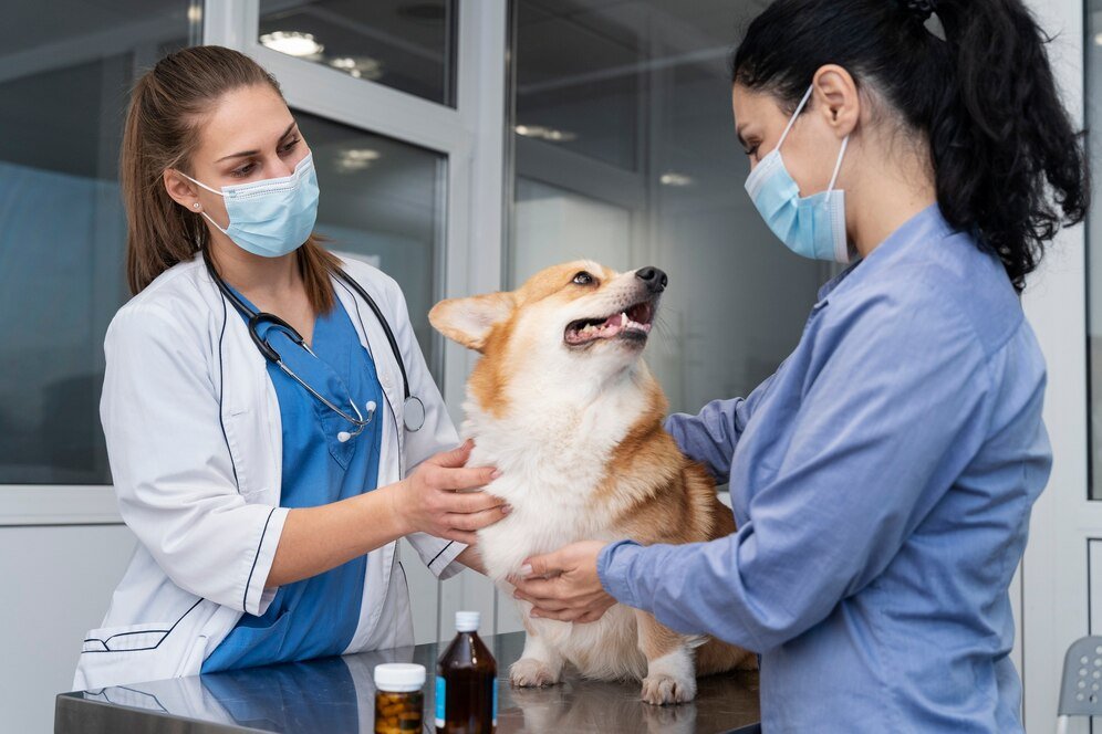 Pet Insurance for Dogs with Pre-existing Conditions